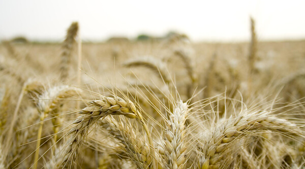 service-inner-4 serviceinner